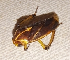 Cercopidae