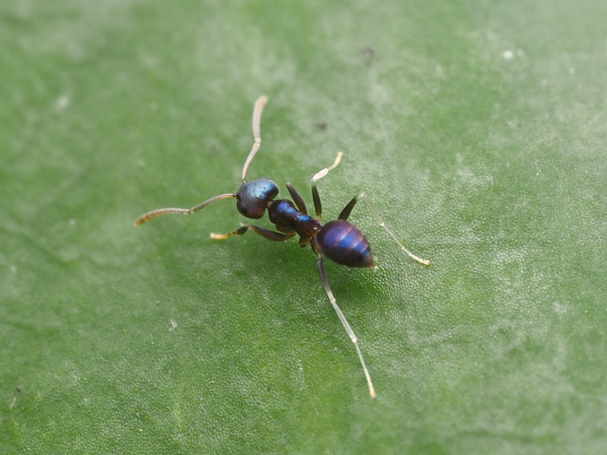 Paraparatrechina malaccana