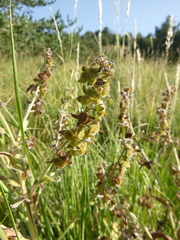 Cynoglossum officinale