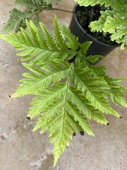Doryopteris