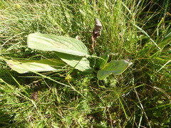 Cynoglossum officinale