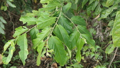 Glochidion philippicum