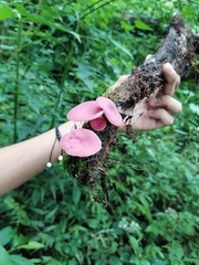 Phillipsia domingensis