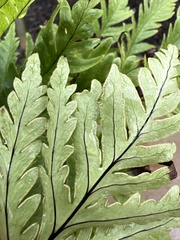 Doryopteris