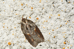 Acleris maculidorsana