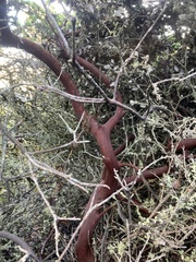 Arctostaphylos montaraensis