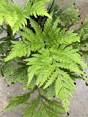 Doryopteris