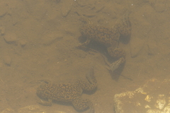 Xenopus laevis