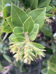 Arctostaphylos montaraensis