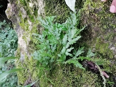 Selaginella delicatula