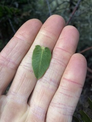 Arctostaphylos montaraensis