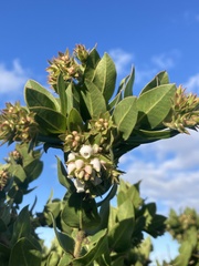 Arctostaphylos montaraensis