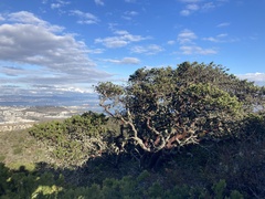 Arctostaphylos montaraensis