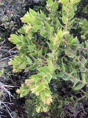 Arctostaphylos montaraensis