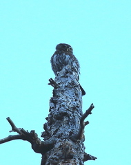 Glaucidium gnoma californicum