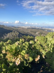 Arctostaphylos montaraensis