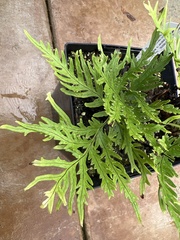 Doryopteris
