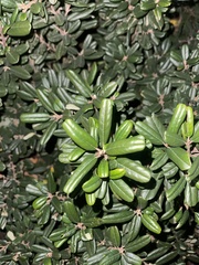 Pittosporum tobira