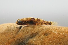 Redigobius bikolanus