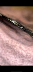 Masticophis taeniatus
