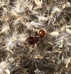 Meranoplus diversus