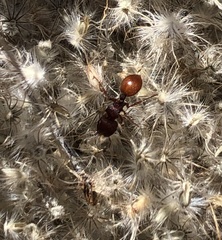Meranoplus diversus