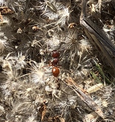 Meranoplus diversus