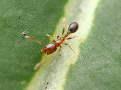 Trichomyrmex destructor