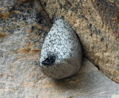 Polybia plebeja