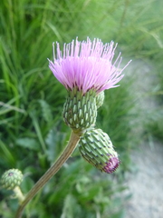 Cirsium rivulare