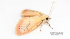 Miltochrista miniata