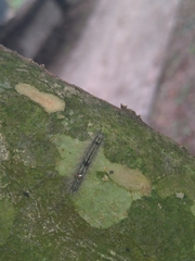 Danielithosia immaculata