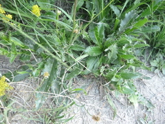 Cirsium rivulare