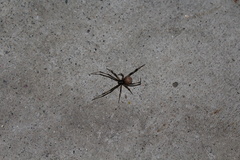 Latrodectus geometricus