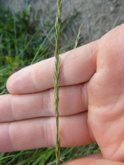 Sporobolus virginicus