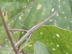 Achurum carinatum