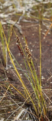 Machaerina teretifolia