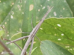 Achurum carinatum