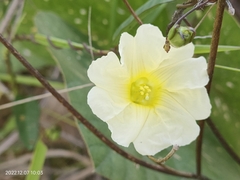 Xenostegia tridentata