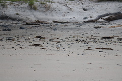 Charadrius obscurus aquilonius