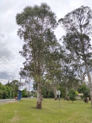 Eucalyptus tereticornis