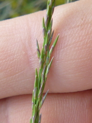 Sporobolus virginicus