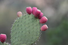 Opuntia hyptiacantha