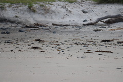 Charadrius obscurus aquilonius