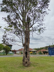 Eucalyptus tereticornis