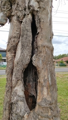 Eucalyptus tereticornis