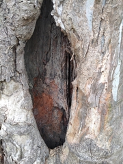 Eucalyptus tereticornis