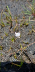 Utricularia lateriflora