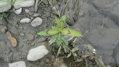 Persicaria barbata