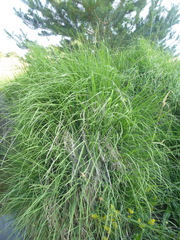 Sporobolus virginicus